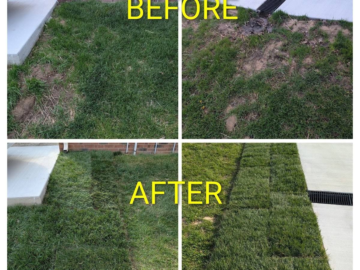 A four-panel comparison: two photos of a lawn with bare, rutted patches of dirt, and two photos of the same ground after fresh sod has been laid in even green squares.